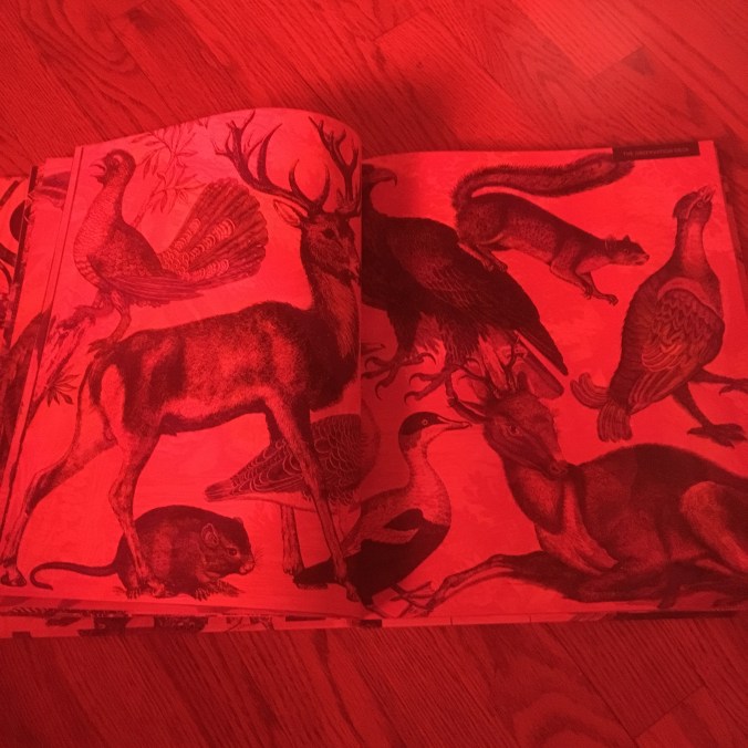 illuminature-daytime