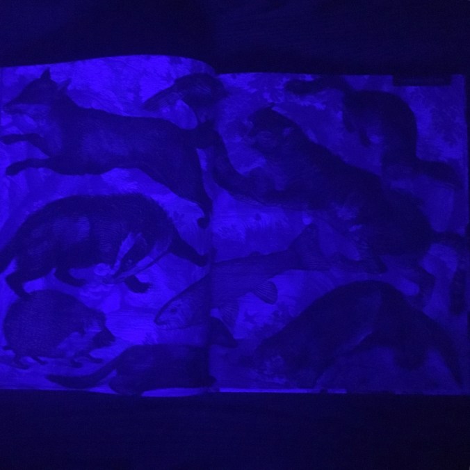 illuminature-nighttime-and-twilight